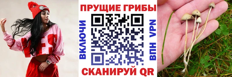 Галлюциногенные грибы GOLDEN TEACHER  Пошехонье 